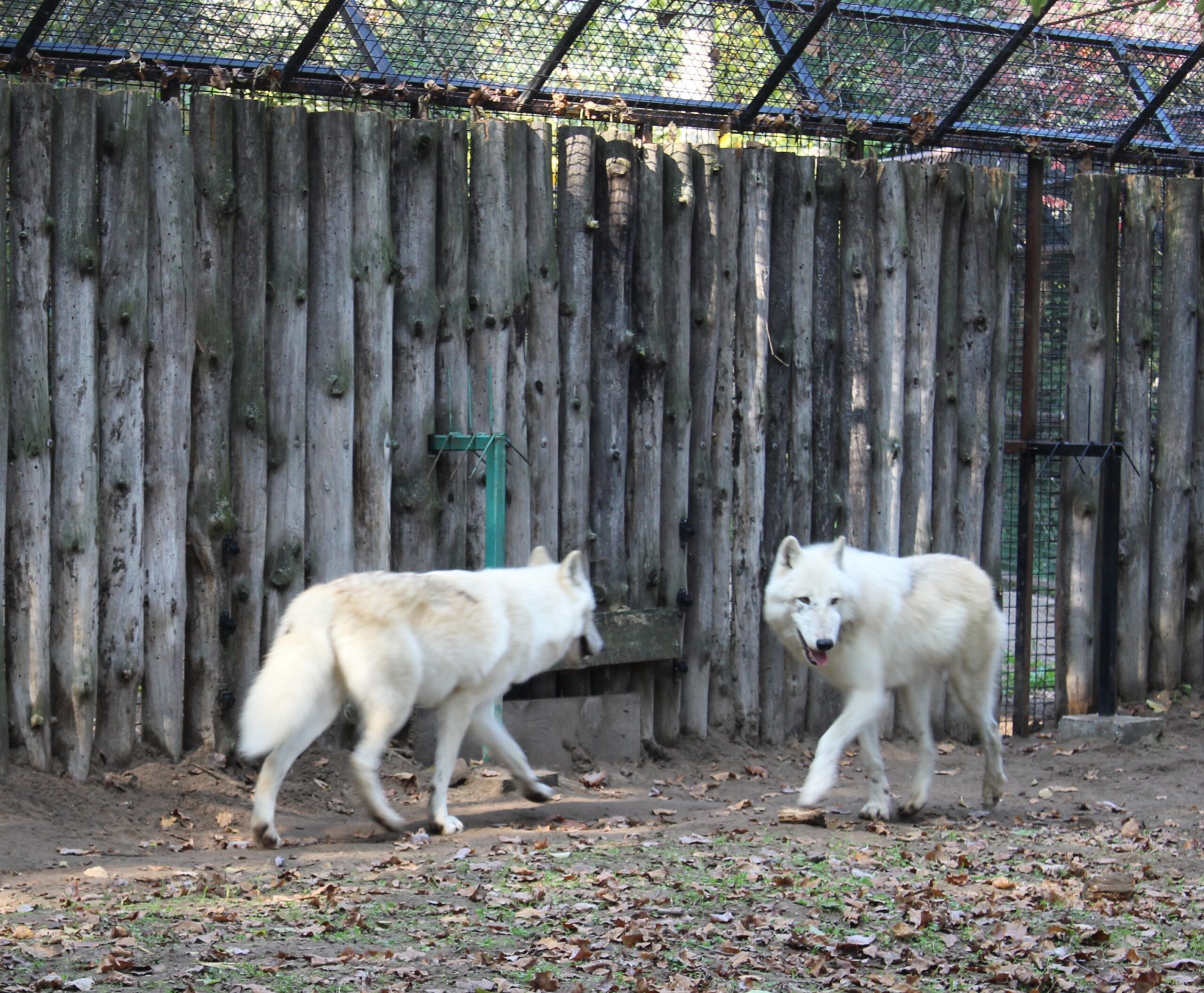 zoo