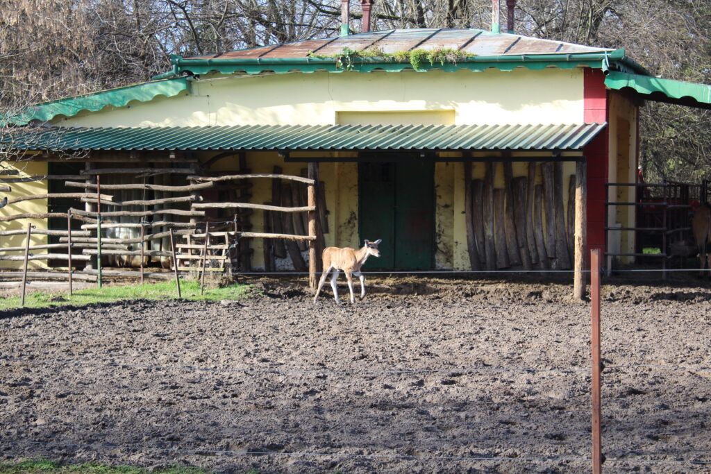 Zoološki vrt Palić bogatiji za mladunče eland antilope