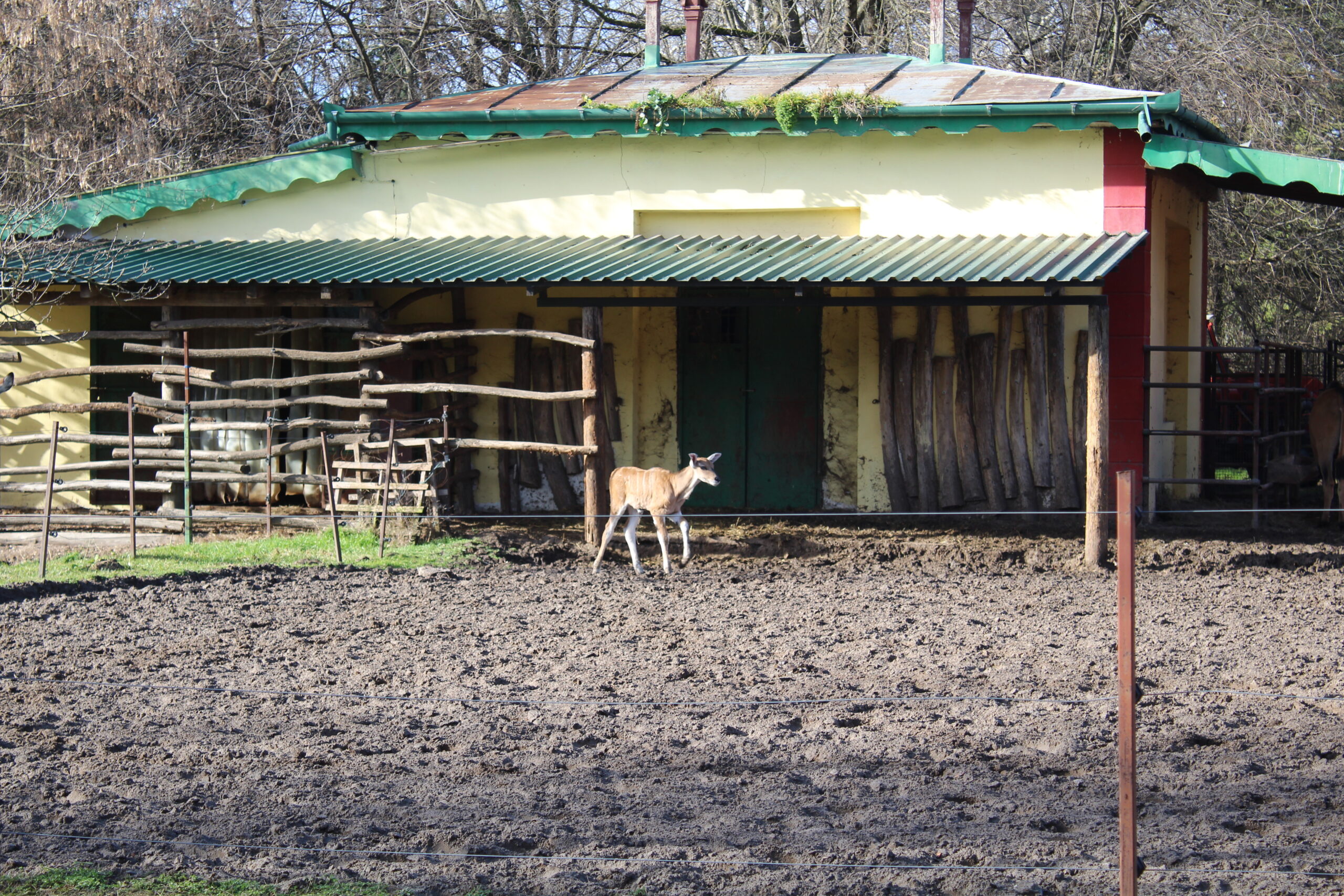 Zoološki vrt Palić bogatiji za mladunče eland antilope