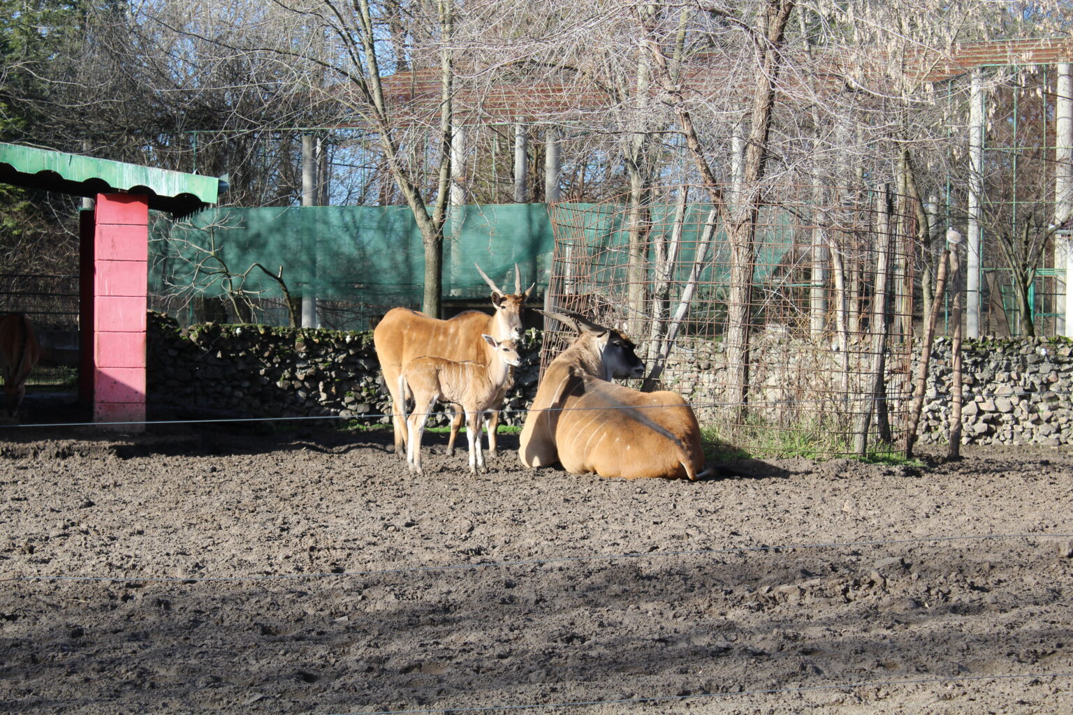 Zoološki vrt Palić bogatiji za mladunče eland antilope