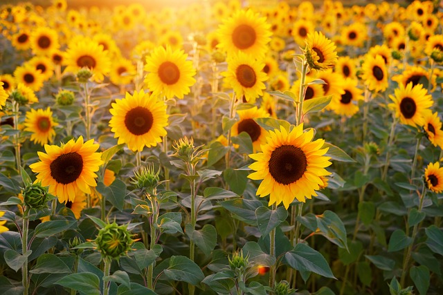 zašto suncokreti prate sunce?