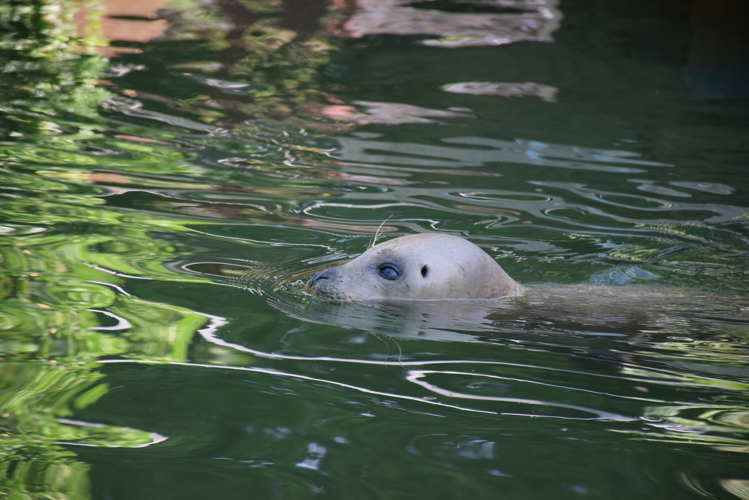 Zoološki vrt Palić obeležio Međunarodni dan foka