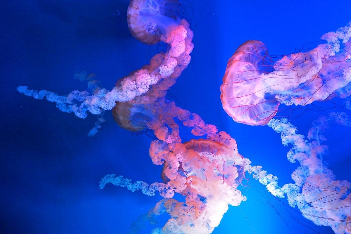 ovo su najdugovečnije životinje na planeti!