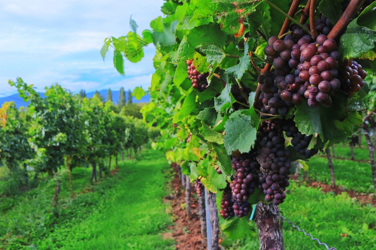 Vino „Grašac“ proglašeno najboljim na sajmu u Londonu