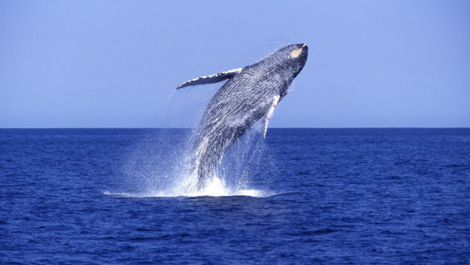 Naftni brodovi ugrožavaju opstanak Rajsovog kita u Americi