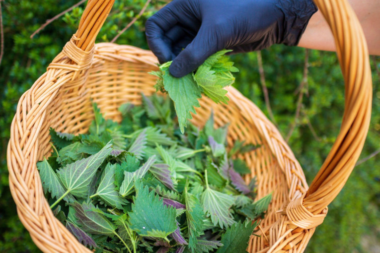 Zaboravljeno čudo iz prirode koje leči od glave do pete: Bukvalno je blagoslov za organizam