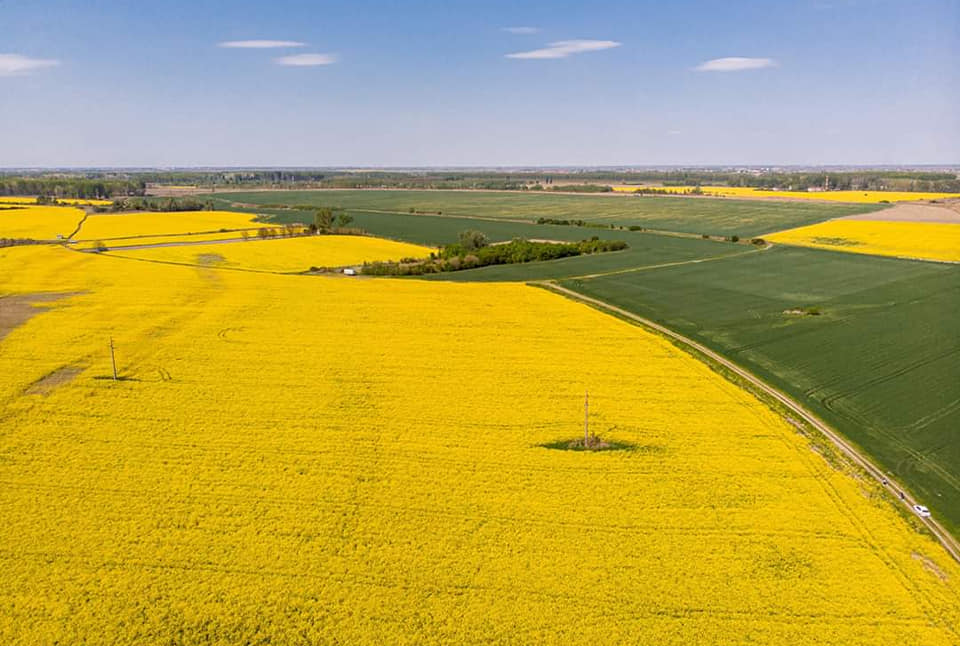 Subotički poljoprivrednici sve više se okreću uljanoj repici