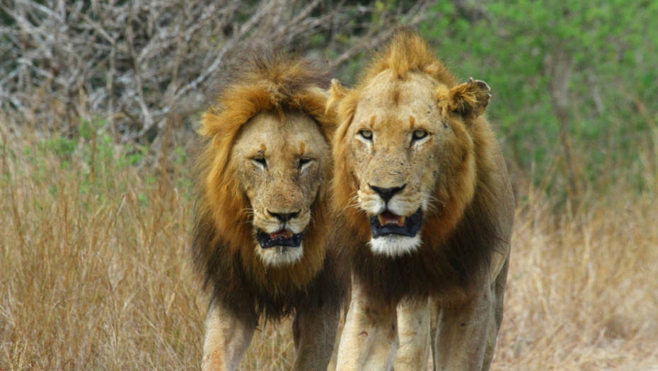 Čopor lavova rastrgao čuvara pred turistima u safari parku na Tajlandu