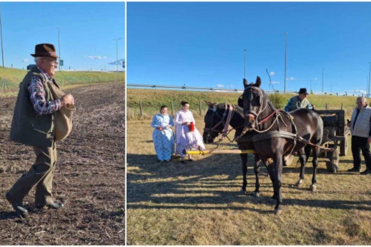 Čudo u Subotici! Oživeli konji i plug, vraća se čuveni bankutu