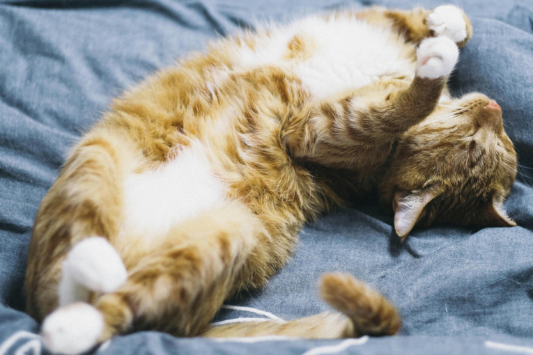 Ne može da vam kaže rečima: Ovo su tri načina na koja vam ljubimica pokazuje zahvalnost