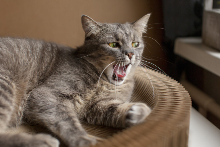 Da li je i njima dosadno? Kako život u zatvorenom prostoru utiče na mačke