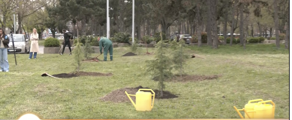Spoj sporta i ekologije: U susret 39. Beogradskom maratonu organizovana akcija sadnje novih stabala