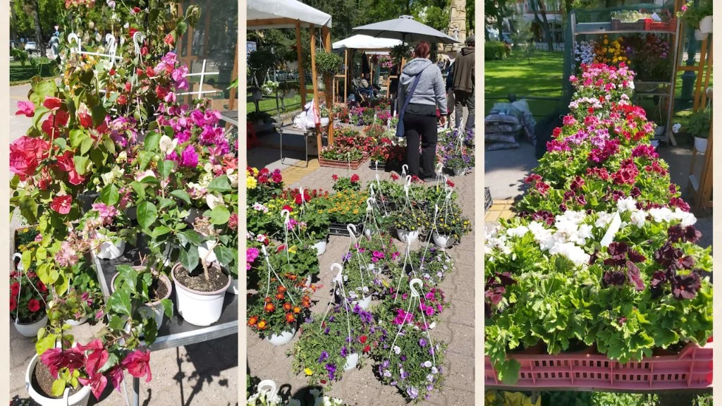 Otvoren prolećni vašar cveća