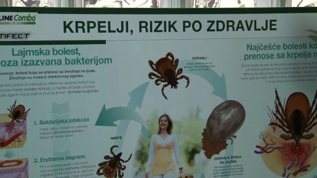 Lajmska bolest: prvi znaci, prevencija i šta uraditi nakon ujeda krpelja
