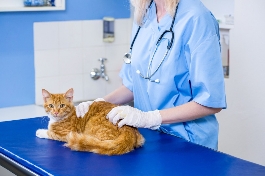 Veterinari upozoravaju: Ove reakcije nakon vakcine mogu ukazivati na ozbiljan problem kod vašeg ljubimca