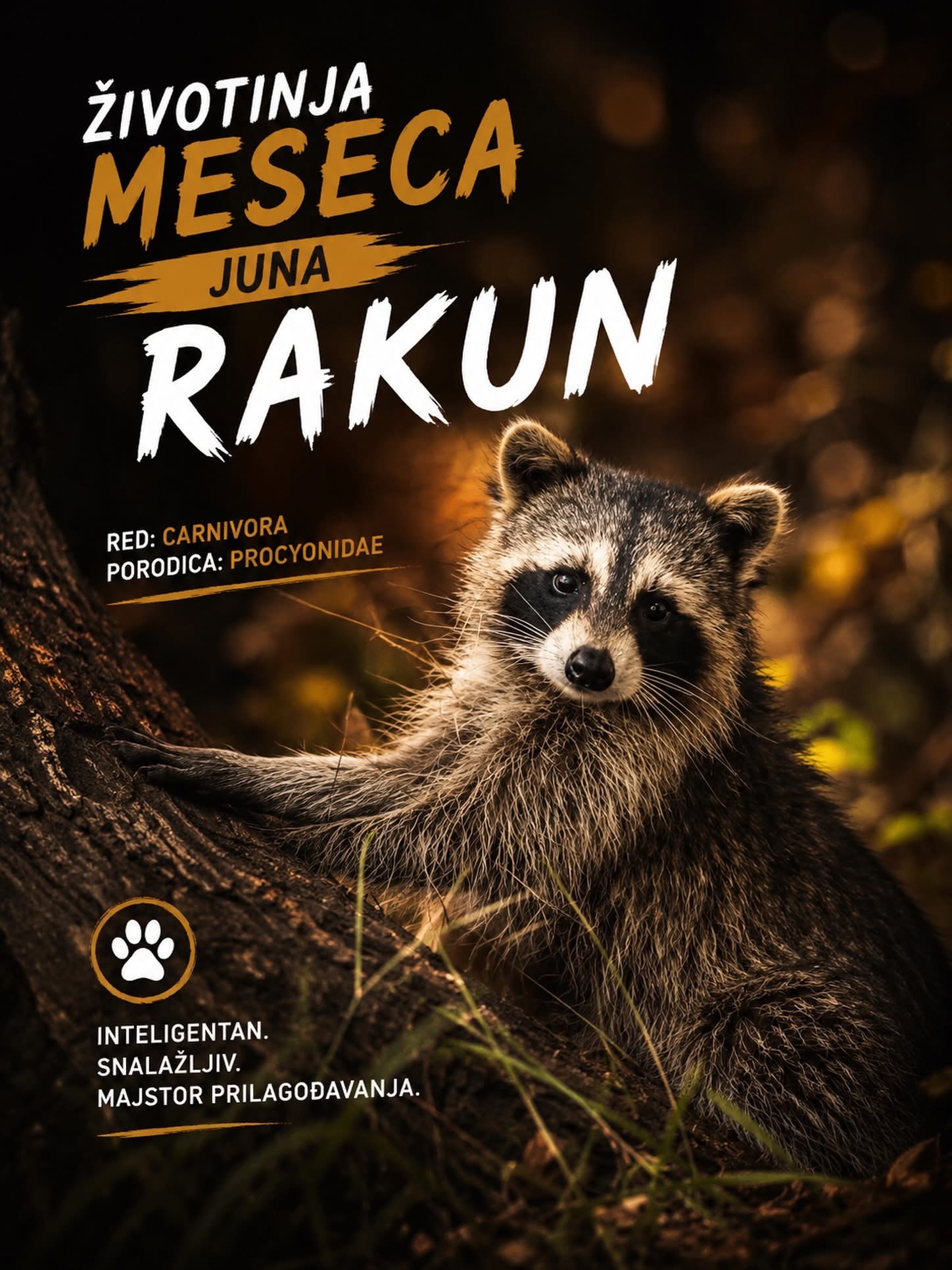 Crna maska i šape koje ne znaju za bravu — rakun osvaja Palić kao životinja juna