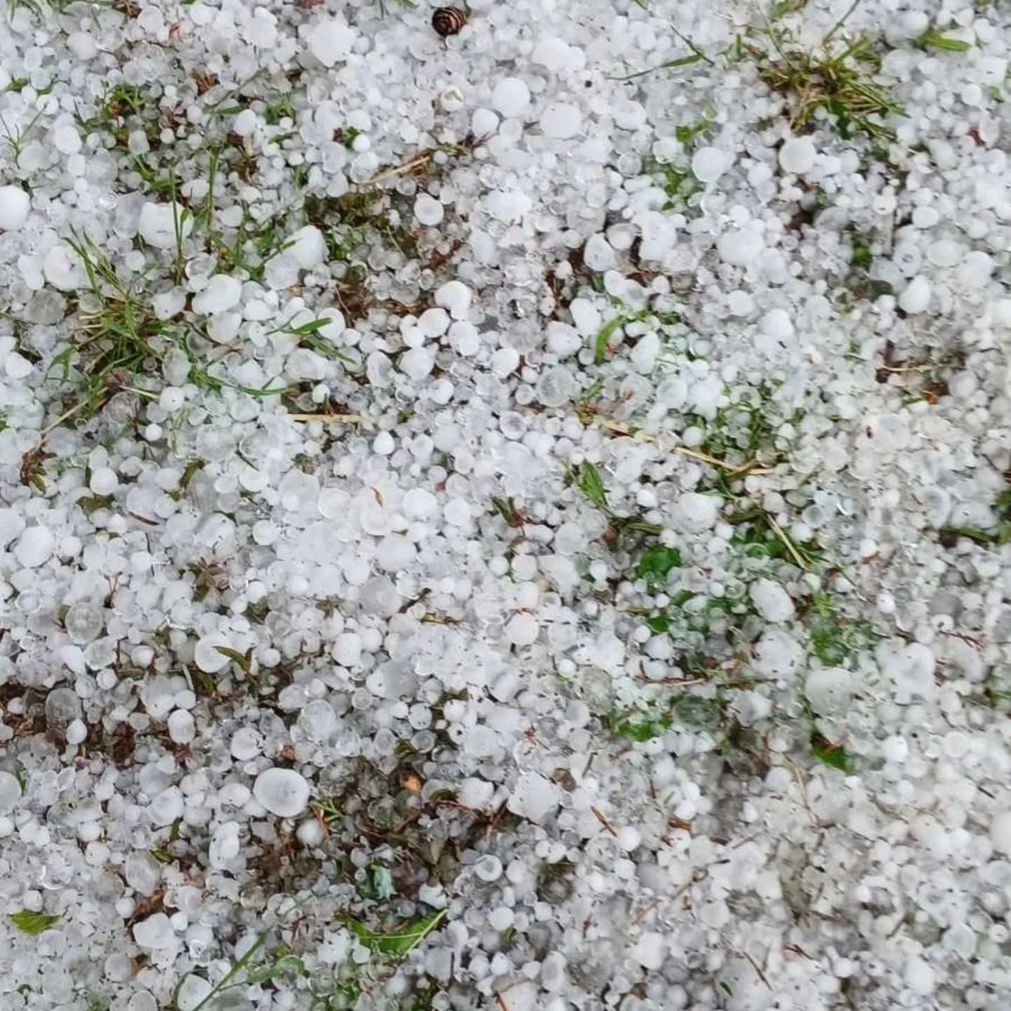 Najveća šteta kod uljane repice