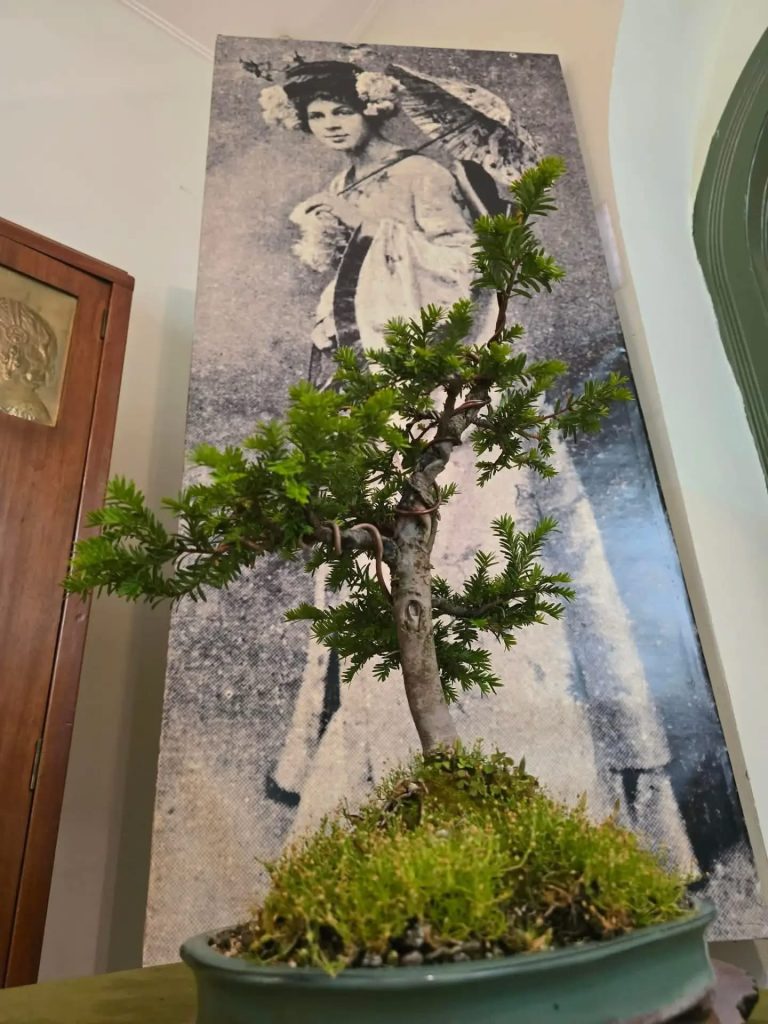 Poseta Japanu bez putovanja: bonsai i predavanje o kulturi Dalekog istoka u subotičkom muzeju