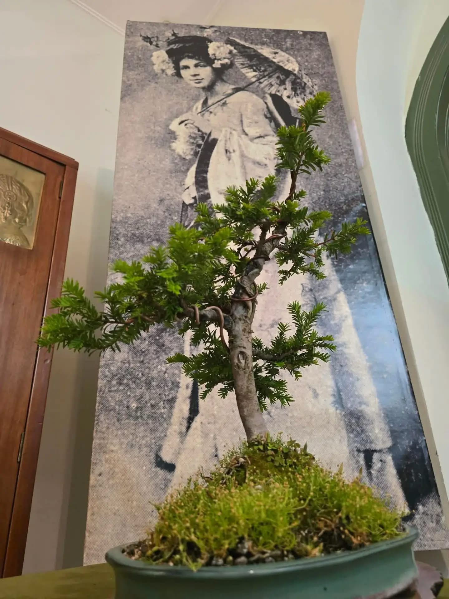 Poseta Japanu bez putovanja: bonsai i predavanje o kulturi Dalekog istoka u subotičkom muzeju