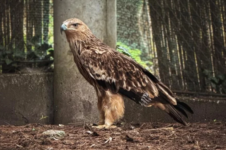 Orao krstaš Feliks vraćen kući