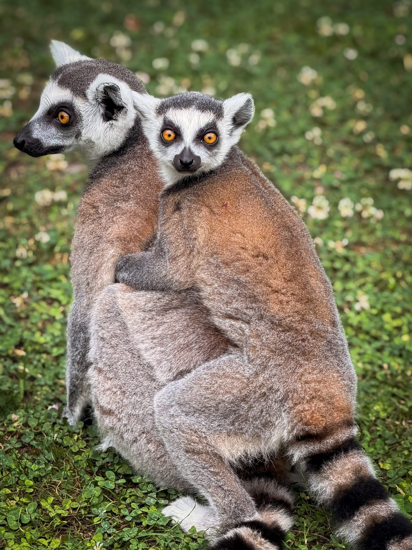 Građani imaju još danas i sutra priliku da predlože imena za mladunce lemura u Zoo-vrtu Palić