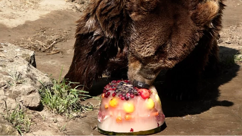 Ledene poslastice za vrele dane u palićkom zoo-vrtu