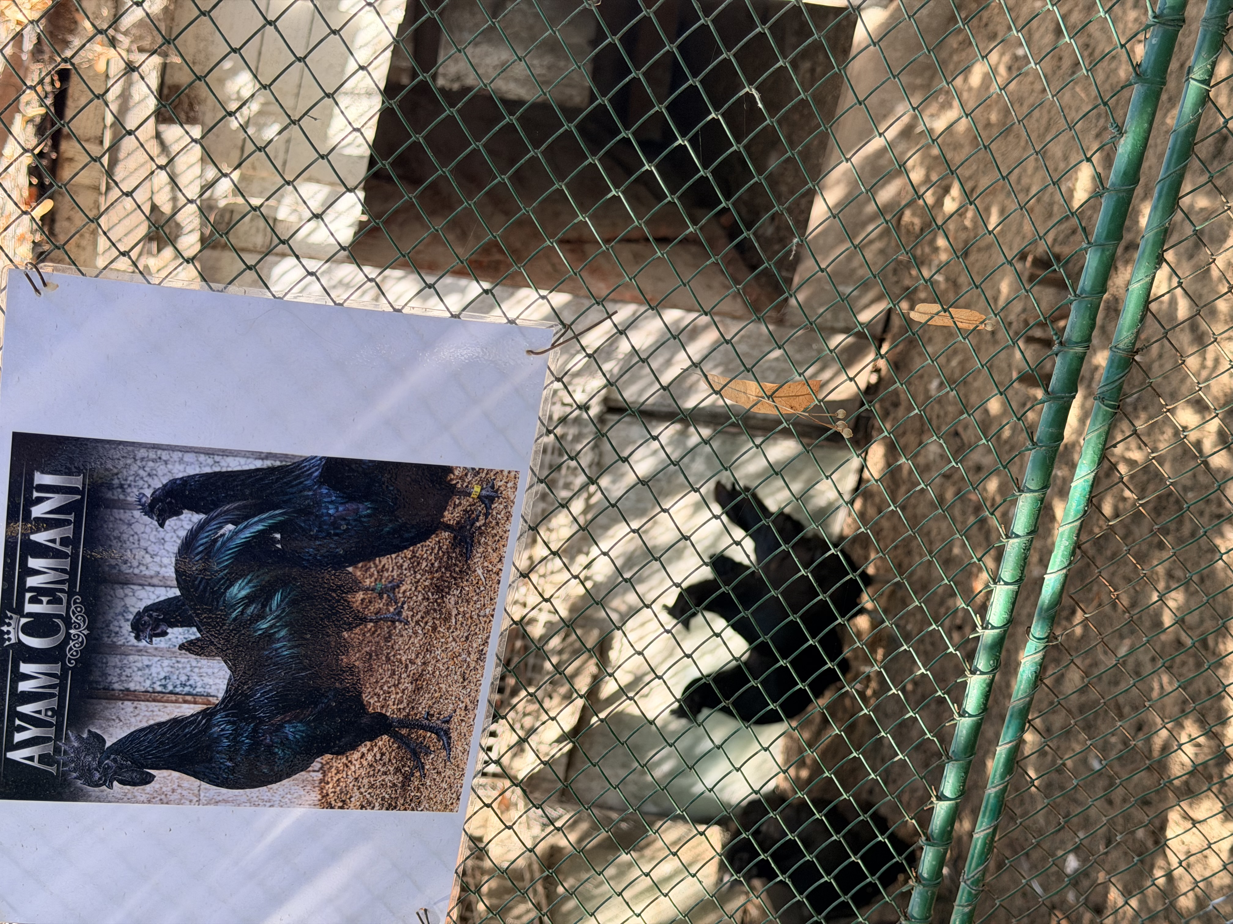 Kod Petra ni jedna koko&scaron;ka nije obična: Pevaju, nose zelena jaja, a neke vrede i hiljade evra