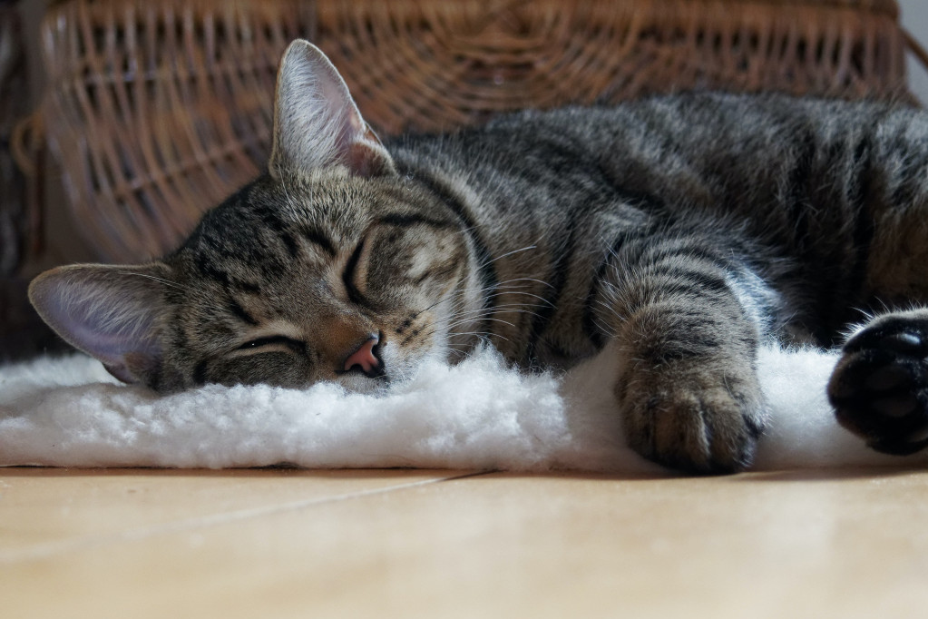Tiha bolest koja napada mačke: Evo kako da je prepoznate na vreme