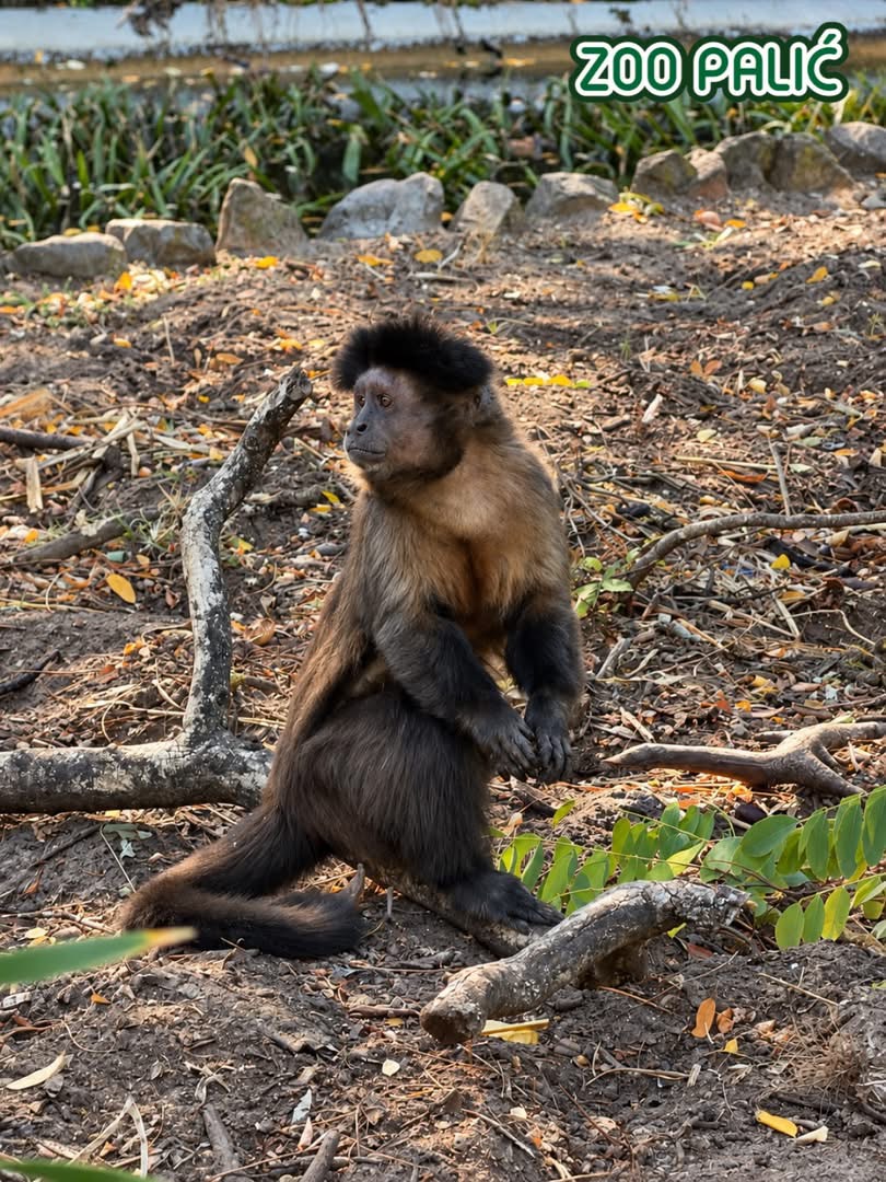Miholjsko leto idealno je za posetu Zoo vrtu Palić: Upoznajte majmune koji koriste alat
