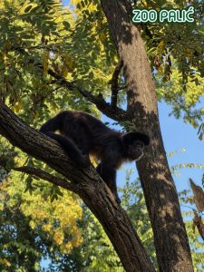 Miholjsko leto idealno je za posetu Zoo vrtu Palić: