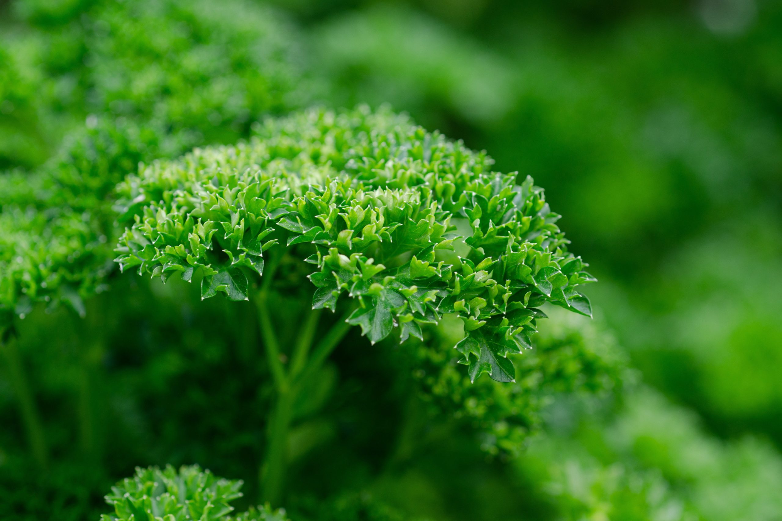 Zamrzavanje peršuna: Kako sačuvati ukus i aromu