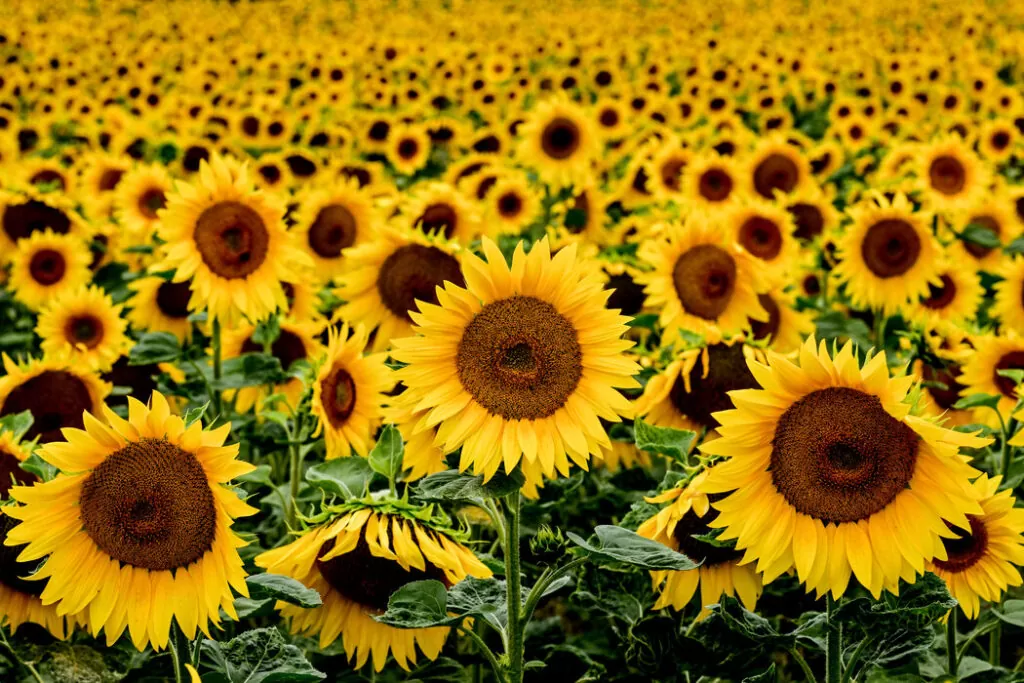 suncokret