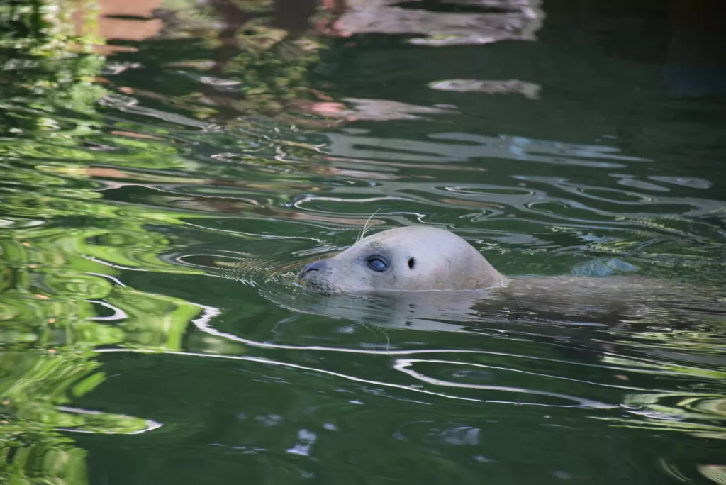 Zoološki vrt Palić obeležio Međunarodni dan foka