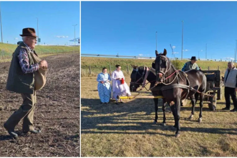 Čudo u Subotici! Oživeli konji i plug, vraća se čuveni bankutu