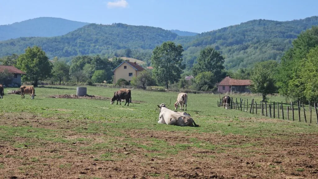 Gazdinstvo