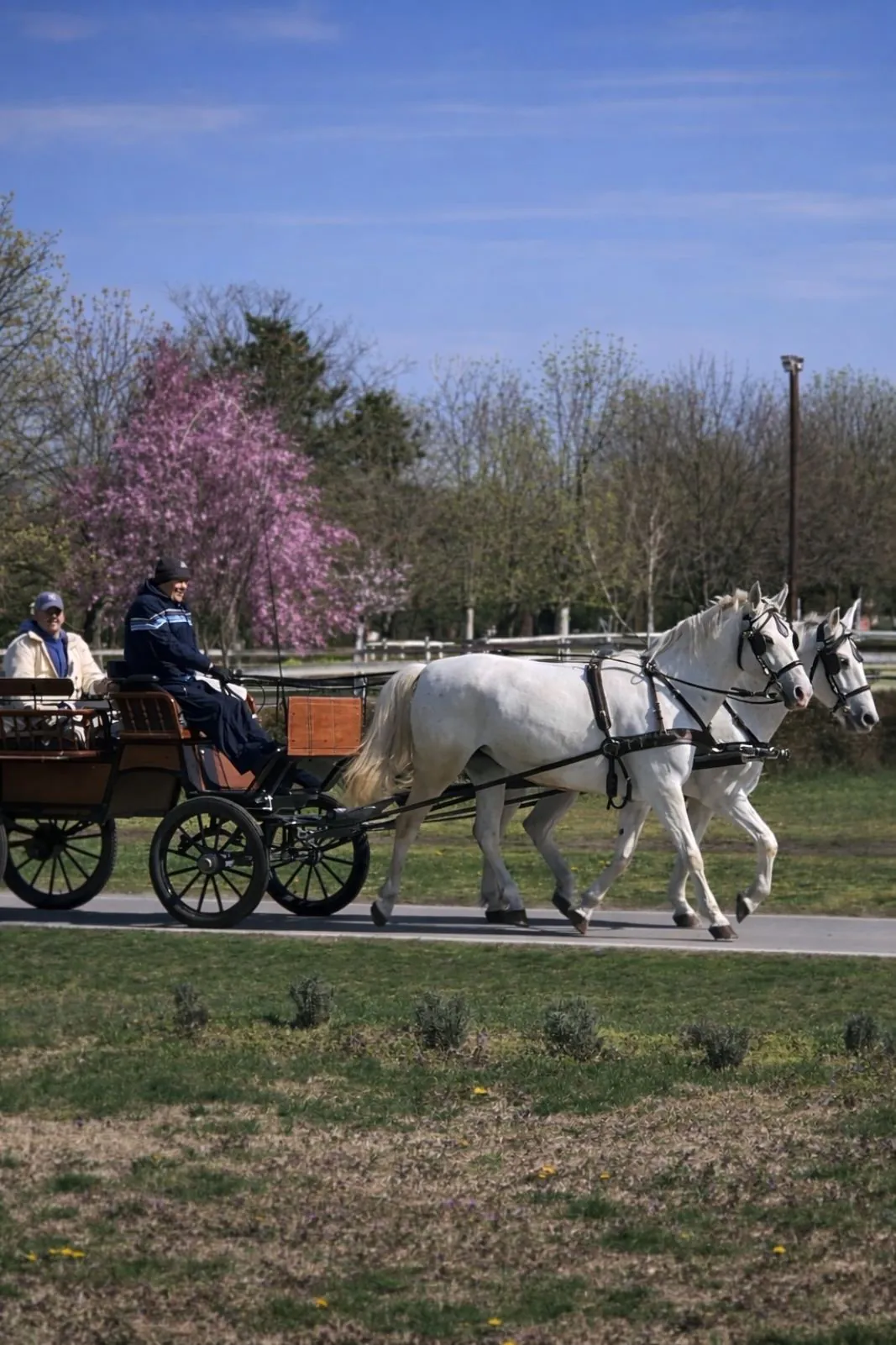 USKRŠNJA ČAROLIJA NA ERGELI KELEBIJA: Mališani uživaju u prazničnim radostima