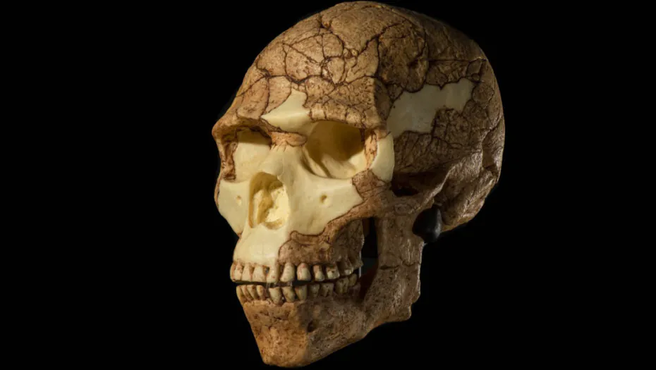 Neandertalci izvodili primitivne stomatološke zahvate- Naučnici analizirali drevni zub iz Sibira