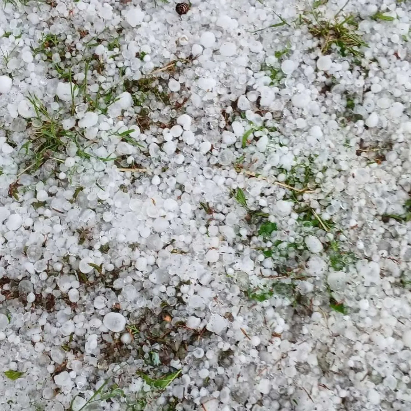 Najveća šteta kod uljane repice