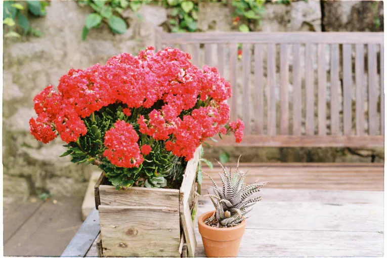 Žardinjere pune cvetova cele sezone: Baštovani se kunu u ovaj jednostavan trik