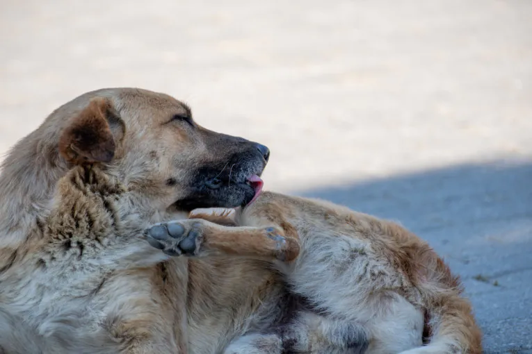 Otok, crvenilo ili ranica na koži: Kako da prepoznate šta je ujelo vašeg psa i kada je neophodna pomoć veterinara?