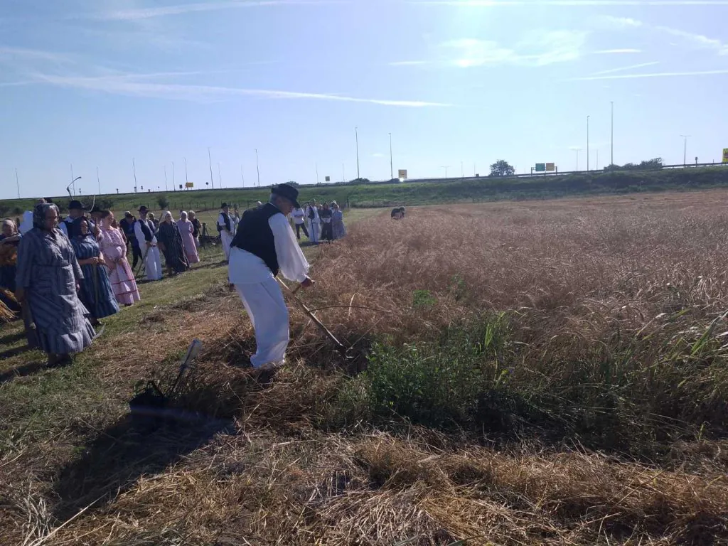 Žetva kao nekad: ris ponovo oživeo na bačkim salašima