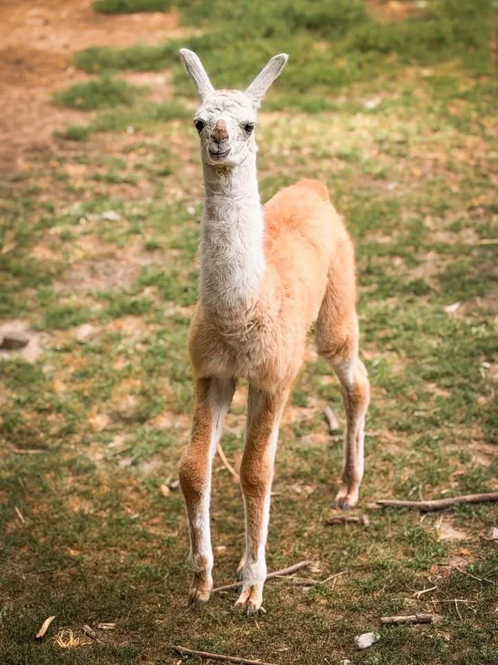 U Zoo vrtu Palić ugledalo svet novo mladunče: lama napravila prve korake pored majke