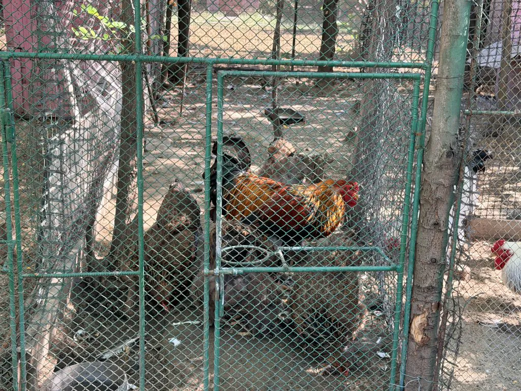 kod petra ni jedna kokoška nije obična: pevaju, nose zelena jaja, a neke vrede i hiljade evra